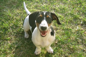 Brilliant Puppy