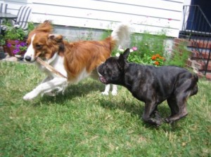 Gimmee that Stick!