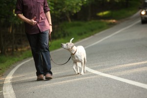 Smooth Loose Leash Walking - Good Girl!