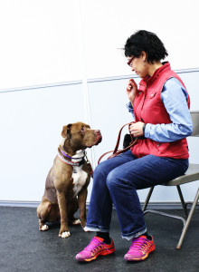 dog trainer career