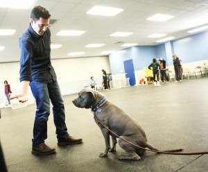 David teaches Gunner how to "Leave It" with a tasty treat in his hand. Training a dog to have impulse control around temptations is a key to great manners.