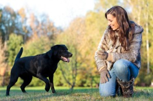 Finishing a Recall with my Young Lab CATCH – The Best Dog Trainer School!
