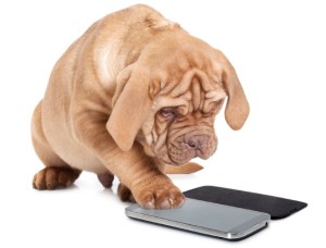 Contact CATCH Canine Trainers Academy