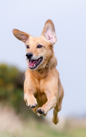 Flying Happy Pup