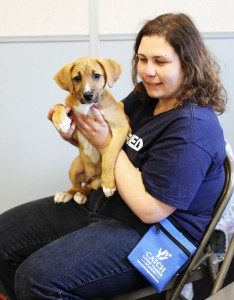 puppy training