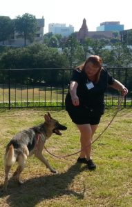 Ginger working with her newest addition, Duchess.