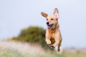 Flying Happy Pup