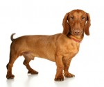 iStock_000016733004XSmall
