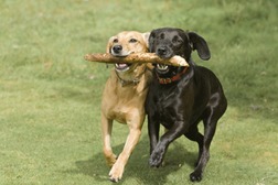 dog park etiquette