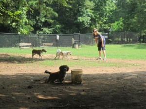 Barkingham Park at Reedy Creek Park in Charlotte, North Carolina