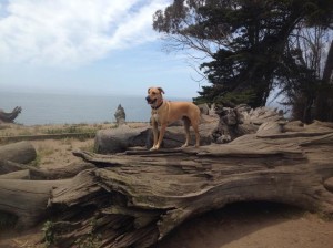 Douglas Family Preserve in Santa Barbara, California