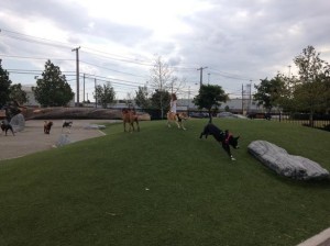 Locust Point Dog Park at Latrobe Park in Baltimore, MD