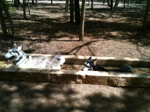 Phil Hardberger Dog Park in San Antonio, TX