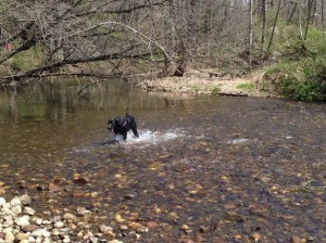 Southbury Dog Park in Southbury, Connecticut