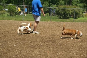 Talley Day Bark Park in Wilmington, Delaware