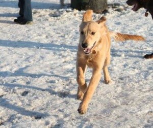 Wheeler Memorial Dog Park in Columbus, Ohio