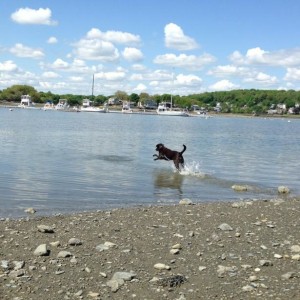 Stoddard Neck Dog Park in Weymouth, Massachusetts