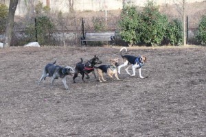 Fun with friends at Dog Run Park at Carlyle in Alexandria, VA Photo source: www.bringfido.com