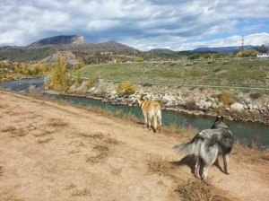 Durango Dog Park in Durango, CO Photo source: www.bringfido.com