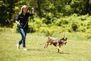 become a dog trainer