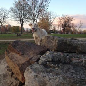 Make a new friend at Murray Park Off-Leash Park in Little Rock, AR. Photo source: www.bringfido.com
