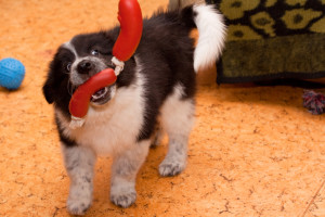 Puppy training is critical when they are very young.