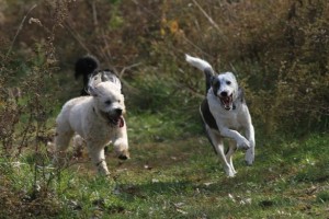 Having a blast at Prairie Pastures Dog Park in Clinton, IA Photo source: www.bringfido.com
