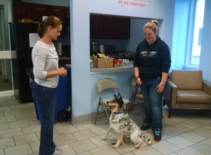 Darcy having fun and getting great results with one of the shelter dogs at St. Hubert's Animal Welfare Center.