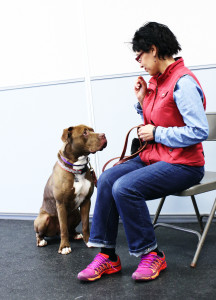 Teaching a dog to "Watch" - give you eye contact - can be useful for many situations - including helping with behavior issues on leash.