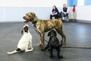 Puppy Socialization Puppy Socialization