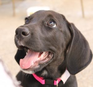 Puppies present us with the precious opportunity to bond and train during the critical socialization period.